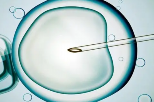 国内公立医院能否卵子服务：探讨公立医院在生殖医学领域的角色与责任