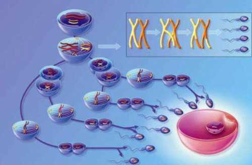 试管代生机构,做试管婴儿到底承受多大的痛苦和压力？可能很多人不清楚！-西