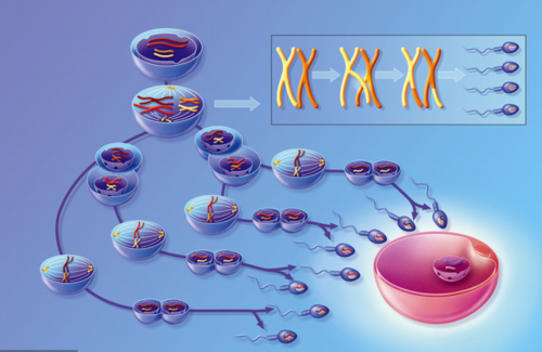 代生双胞胎抱男孩,北京试管包成功医院有吗，北京三代试管_广西可以开展第三