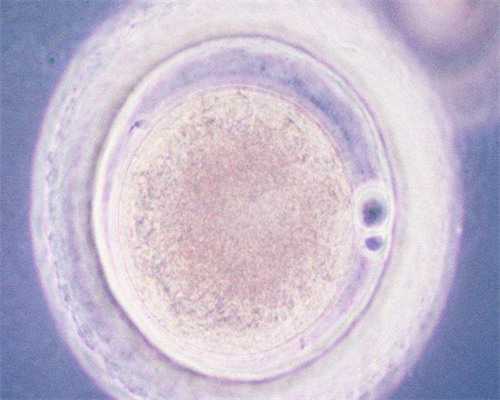 试管婴儿移植可以打麻药吗