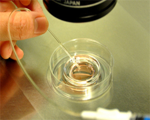 合肥代生代怀,试管短方案流程一般促排几天_试管移植后能吃驴鞭吗?-怀孕子宫