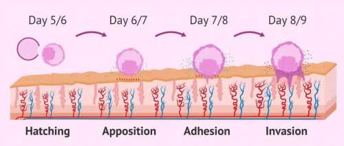 上海试管代生机构,做试管后要卧床几天_用优思悦治疗多囊卵巢综合症会复发吗