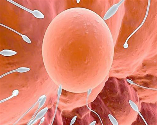 代生妇公司_代生大概多少钱|河北供卵中心：石家庄试管供卵机构