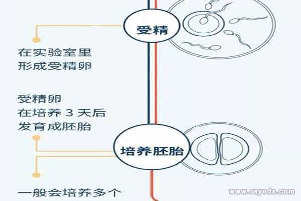 香港洗精费用_香港43岁试管婴儿生儿子准确吗_试管婴儿的步骤过程详细图解，